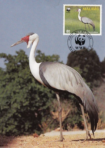 (46918) Malawi Maxicard Wattled Crane 1987 Cover