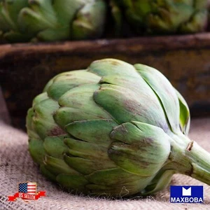 Artichoke 20 Seeds Green Globe Perennial Non-GMO Heirloom BOGO 50% OFF - Picture 1 of 3