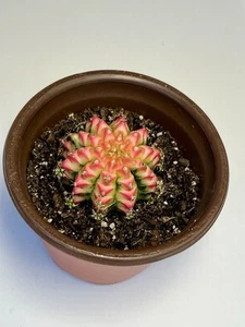 Gymnocalycium Multi color Thailand Import | Live cactus - Picture 1 of 5
