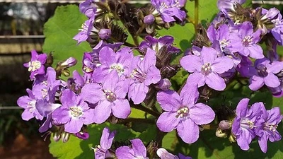 Wigandia urens | Chichicastle Manso | 100 Seeds - Image 1 of 4