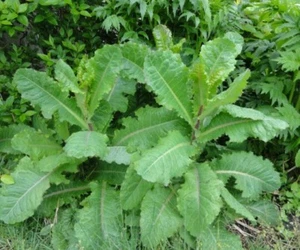 Lactuca virosa Samen ~ 20+ Samen ~ Wildsalat für Tee, Harzextrakt, Schmerzen. - Bild 1 von 7