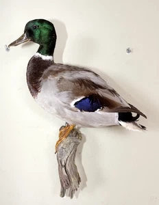 Schöne Stockente Mallard Taxidermy - Picture 1 of 3