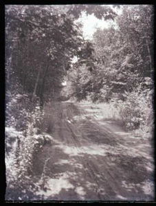 EARLY 1900s GLASS NEGATIVE, ROAD THROUGH WOODS #2 - Picture 1 of 2