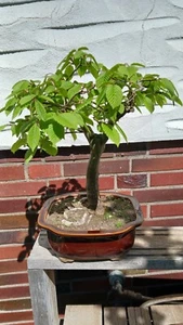 Bonsai outdoor winterhart Hainbuche Carpinus Höhe ab Erde 33 cm, Schale gehört - Bild 1 von 7