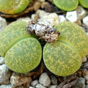 Lithops Lesleii Albinica - 15 Seeds - Living Stones - Picture 1 of 1