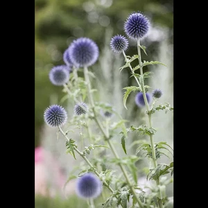 Echinops ritro - Kugeldistel - 9cm Topf - Bild 1 von 9