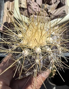 Rare liveSucculent Plant Copiapoa serpentisulcata WYSIWYG G rafted Feature - Picture 1 of 9
