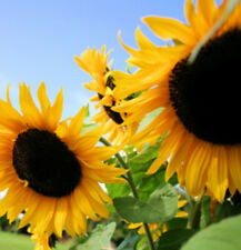 Sunflower Seeds Huge Black Oil Mammoth Flowers Sun Flower Seed For Planting 2024
