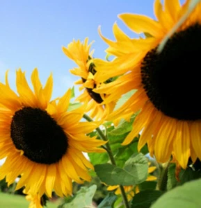 Semi di Girasole Enorme Olio Nero Fiori di Mammut Semi di Fiori di Sole per Piantare 2025 - Foto 1 di 4