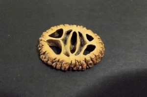 Geschnittener Nussbaum Muschelknopf (4887) - Bild 1 von 2