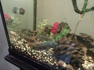 African Cichlid 2 to 3in. Various sizes, and color , - Picture 1 of 5