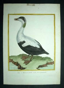 L'OIE FERMIÈRE DANOISE gravure illustration orginale Oiseaux de Martinet 1770 - Imagen 1 de 5