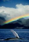 386893 Rainbow over Breaching Humpback Whale WALL PRINT POSTER DE