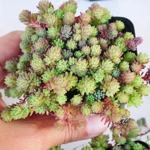 Sedum Hispanicum 5.5cm | Spanish Stonecrop, Ground covering Hardy Succulent - Picture 1 of 6