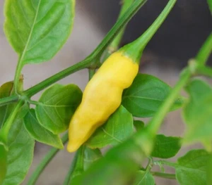 (10) Aji Pineapple Hot Pepper Seeds plants - Picture 1 of 3