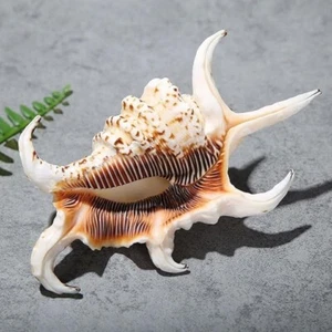 Large Water Conch Seashell Natural Shell Rare Real Beach Home Deco 7.5-8.5" - Picture 1 of 6