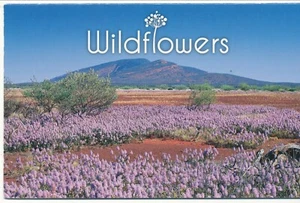 Australian Stamps: 2015 Australian Wildflowers - Post Office Pack - Picture 1 of 3