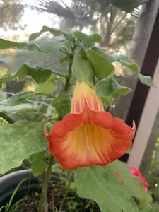 Brugmansia Angels Trumpet Red/bright Orange 4 Cuttings Free Postage. - Picture 1 of 1