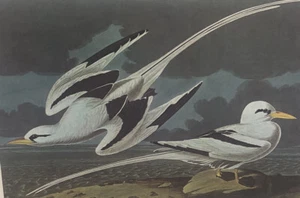 AUDUBON bird print 14 x 18 1964 "Tropic Bird lithograph of watercolor - Picture 1 of 4
