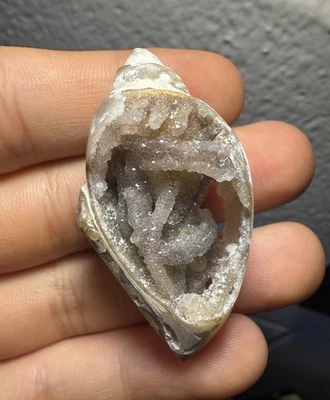 1.67 in. Druzy Quartz Crystals In Chalcedony Gastropod Shell Fossil Snail India - Image 1 of 4