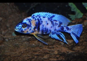 Juvenile Blueberry OB African Peacock Cichlid 1-1.5” 5 Pack - Picture 1 of 1