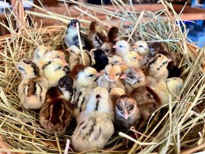 12+ Fertile Show Quality Serama Chicken Hatching Eggs