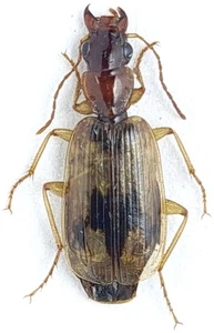 Carabidae Cymindis andreae Kazakhstan - Picture 1 of 1