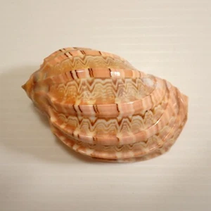 Vintage Baler Shell - Zig Zag Stripes Gloss - Picture 1 of 13