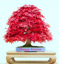 RED JAPANESE MAPLE - 10 seeds - Acer palmatum atropurpureum - BONSAI SEEDS