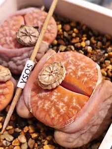 SEEDS - Lithops gracilidelineata 'Cafe au Lait' C309a ex Shimada JAPAN 20 Seeds - Bild 1 von 4