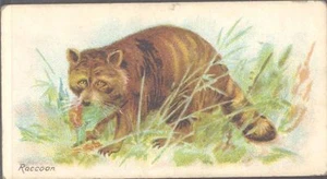Players - Wild Animals of the World, 'issued by', no 'branch' - Raccoon - Picture 1 of 1