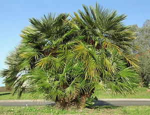 SAMEN  die Zwergpalme, eine kleine Zimmer-Palme - Wintergarten Palmen-Samen. - Bild 1 von 1