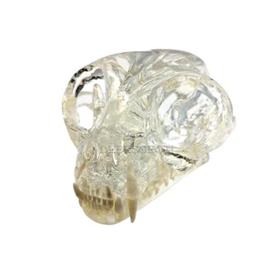 Clear Feline Skull Cat Dental Model Oral Teeth Model Pet Clinic Anatomical fo... - Picture 1 of 9