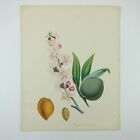Almond Tree Botanical Art Print Kitchen Dining Decor Flowers Fruit Seed Antique