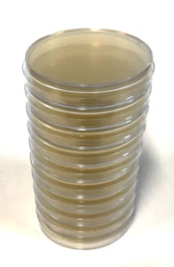 12x Pre-poured MEYA (Malt Extract Yeast Agar)  Agar Petri Dishes in 90mm Plates - Picture 1 of 1