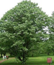 TILIA TOMENTOSA 10 Semi Seeds tiglio argentato