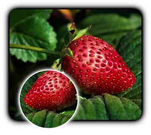 Strawberry Red Ripe Vine - Mouse Pad + Coaster - 1/4" Rubber Mat - Great Gift - Photo 1/3