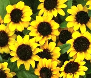 ZINNIA CREEPING Sanvitalia Procumbens - 3,000 Bulk Seeds - Picture 1 of 1