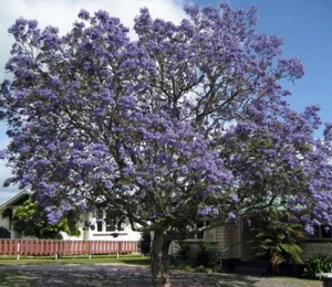SAMEN Sämereien Zimmer-Baum Palisander schöne blau-violette Blüten seeds Same - Bild 1 von 1
