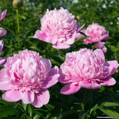 1 Peony SARAH BERNHARDT Pink Double Live Flower Perennial Plant Bush BareRoot! - Image 1 of 4