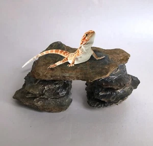 Kleine jugendliche Reptil Phyllit Schiefer Basking Plattform/Brücke 5 x 2,5 x 2" - Bild 1 von 10