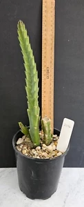 STAPELIA GRANDIFLORA - CARRION PLANT/STARFISH FLOWER ESTABLISHED 27 cm (2596) - Picture 1 of 9
