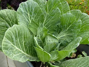 Leaf cabbage - Collard - Astera - 200+ seeds - Semillas - Graines - Samen B 112 - Picture 1 of 1