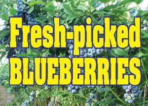 Frisch gepflückte Blaubeeren 14"X10" Laden Einzelhandel Lebensmittel Theke/Wandschild - Bild 1 von 1