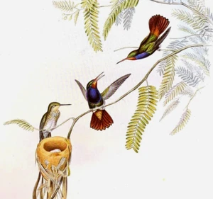 Placa de libro con impresión artística vintage colibríes zafiro garganta roja John Gould 342 - Imagen 1 de 3