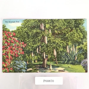 The Sausage Tree Florida 1940s Linen Postcard 1951 Jumbo Card Co Miami FL 1951 - Picture 1 of 2