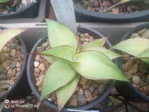Agave chazaroi - Succulent Agave Plants. - Picture 1 of 2