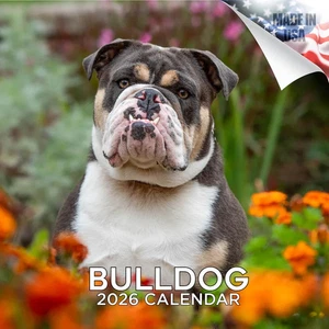BULLDOG Calendario da Parete 2026 Animali CANE PET Amante Regalo - Foto 1 di 2