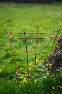 Staudenhalter Rostig h: 60cm - Lieferung im Stück Strauchhalter Rankgerüst, Rost - Bild 1 von 8