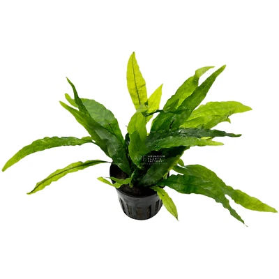 Java Fern Narrow Leaf | Aquarium Plants Factory® - Image 1 of 2